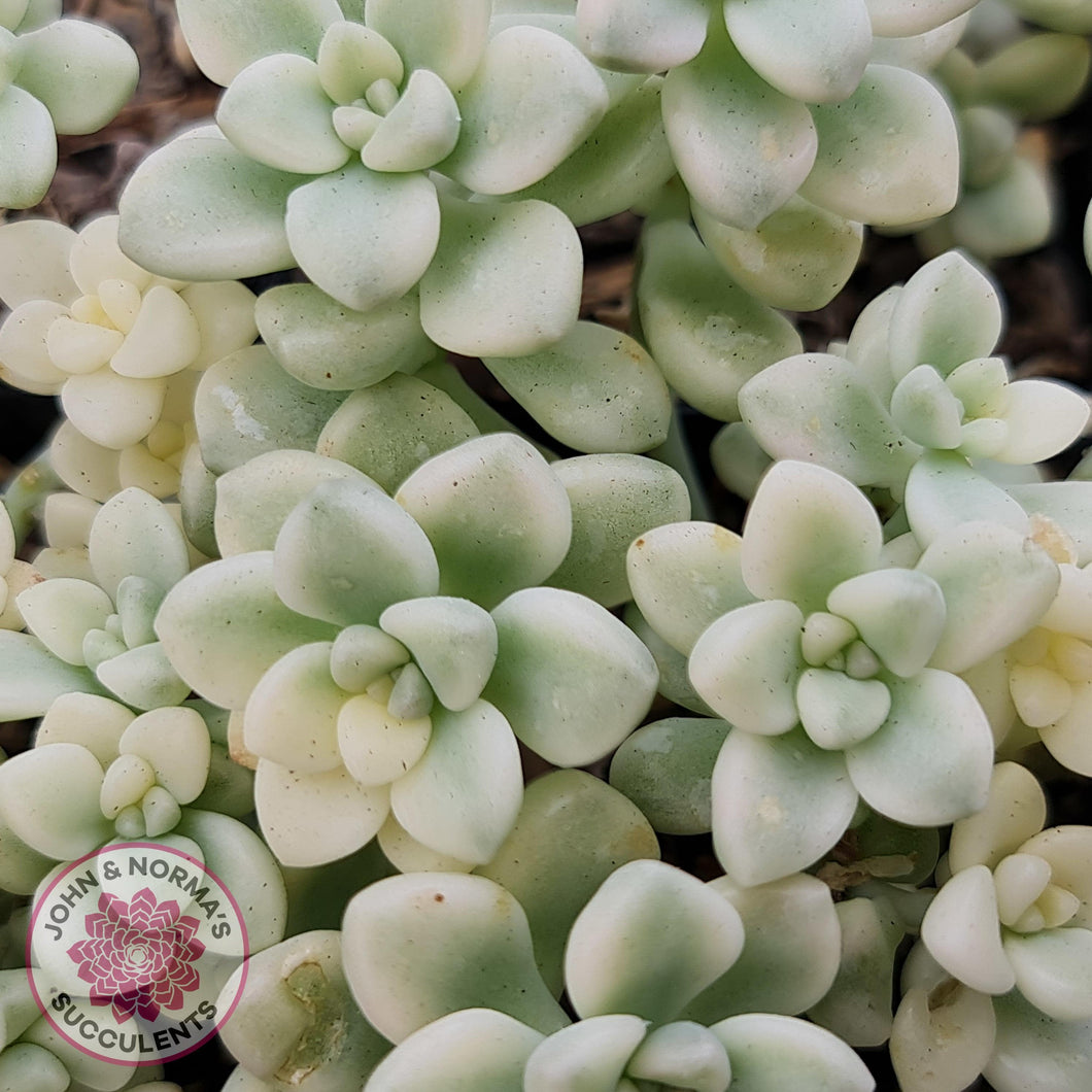 Graptopetalum Mendozae Variegata Cuttings - John & Norma's Succulents Australia