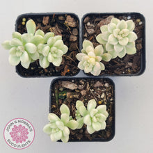 Load image into Gallery viewer, Graptopetalum Mendozae Variegata (multi)
