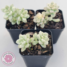 Load image into Gallery viewer, Graptopetalum Mendozae Variegata (multi)
