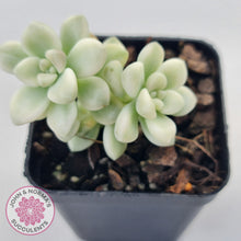 Load image into Gallery viewer, Graptopetalum Mendozae Variegata (multi)
