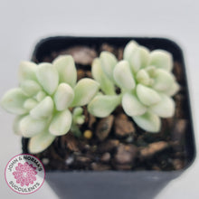 Load image into Gallery viewer, Graptopetalum Mendozae Variegata (multi)
