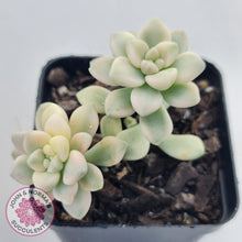 Load image into Gallery viewer, Graptopetalum Mendozae Variegata (multi)
