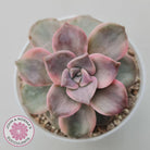 Graptopetalum 'Purple Delight' Variegated aka 'Snow White'