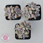 Graptopetalum 'Purple Delight' aka Graptoveria Crystal