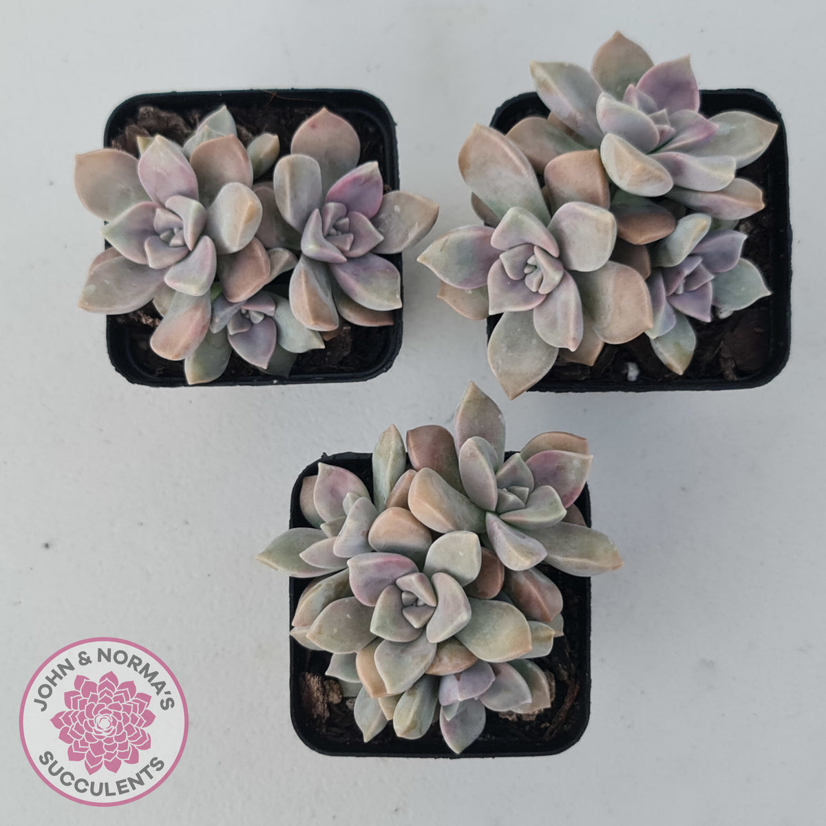 Graptopetalum 'Purple Delight' aka Graptoveria Crystal