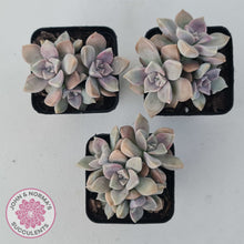 Load image into Gallery viewer, Graptopetalum &#39;Purple Delight&#39; aka Graptoveria Crystal
