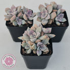 Graptopetalum 'Purple Delight' aka Graptoveria Crystal