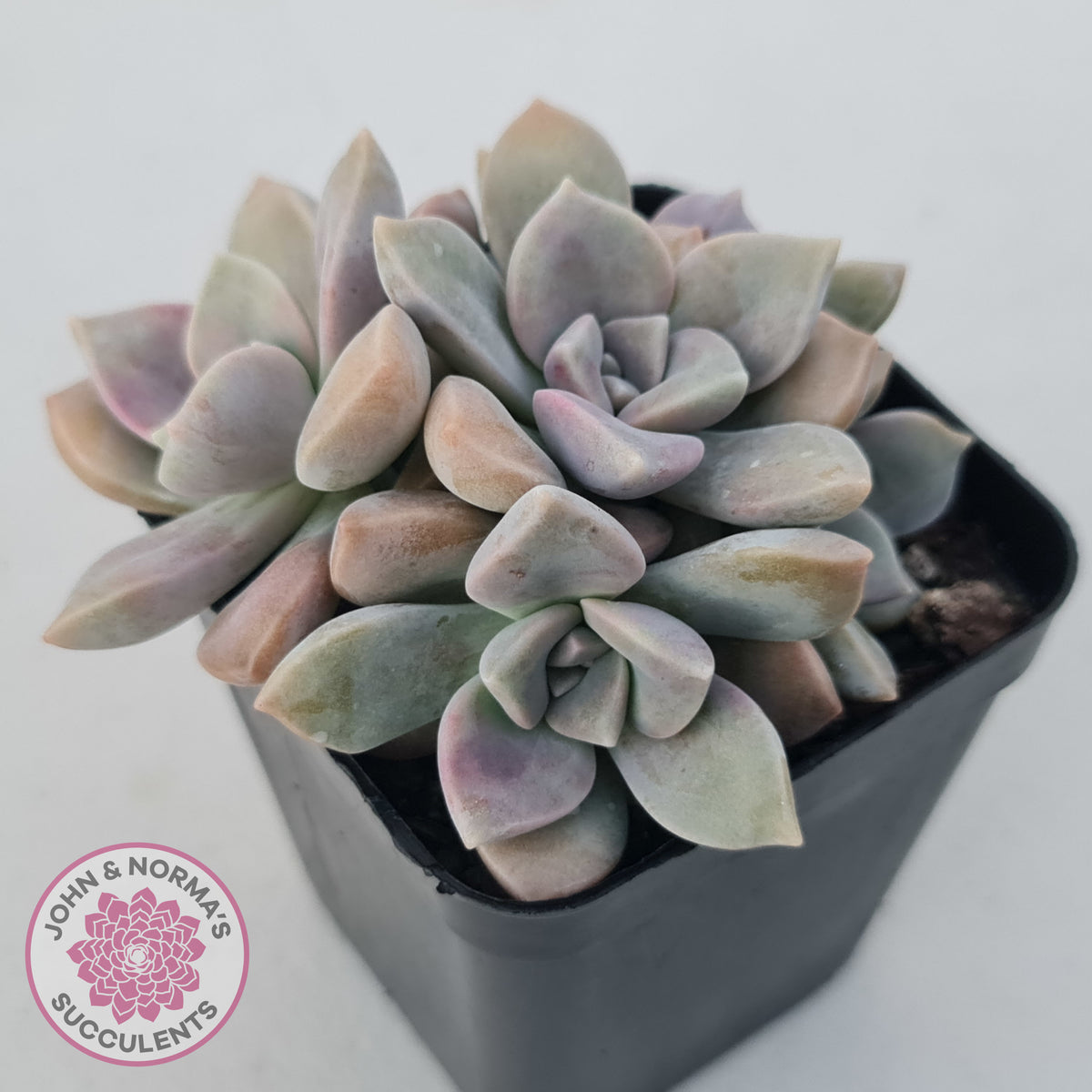 Graptopetalum 'Purple Delight' aka Graptoveria Crystal