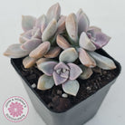 Graptopetalum 'Purple Delight' aka Graptoveria Crystal