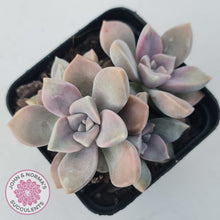 Load image into Gallery viewer, Graptopetalum &#39;Purple Delight&#39; aka Graptoveria Crystal
