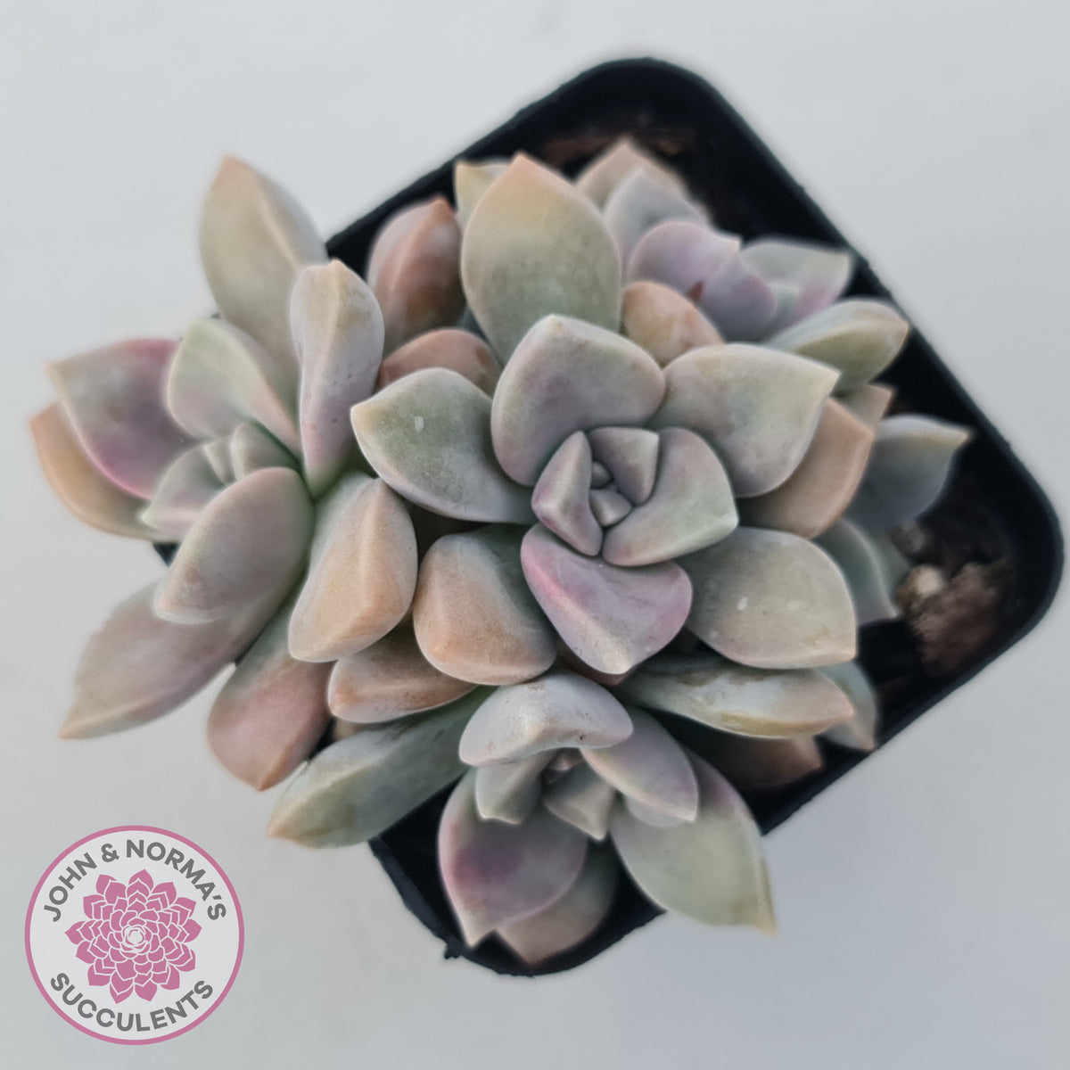 Graptopetalum 'Purple Delight' aka Graptoveria Crystal
