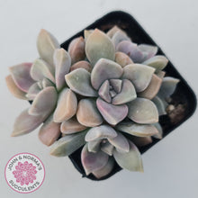 Load image into Gallery viewer, Graptopetalum &#39;Purple Delight&#39; aka Graptoveria Crystal
