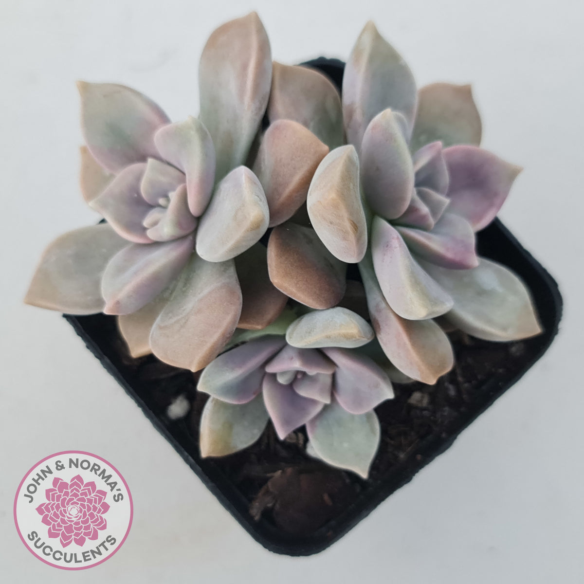 Graptopetalum 'Purple Delight' aka Graptoveria Crystal