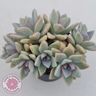 Graptopetalum Victor Kane (90mm multi)