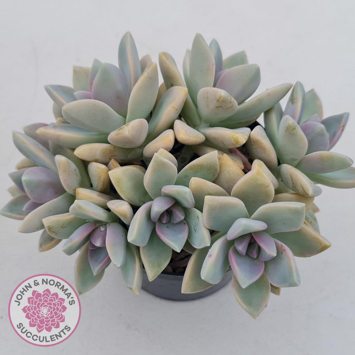 Graptopetalum Victor Kane (90mm multi)