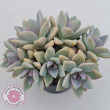 Load image into Gallery viewer, Graptopetalum Victor Kane  (90mm multi) - John &amp; Norma&#39;s Succulents
