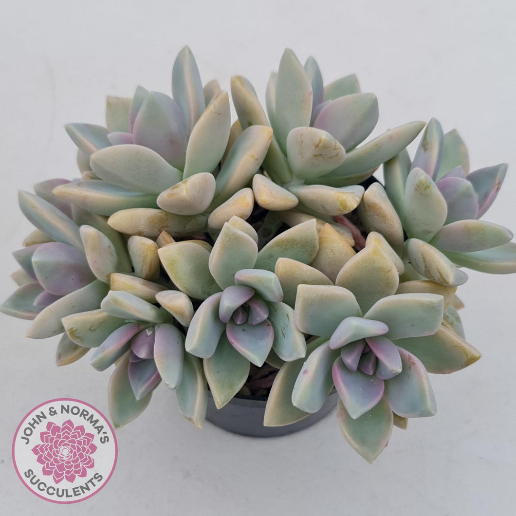 victor kane succulent Buy Graptopetalum Victor Kane (90mm multi) Australia