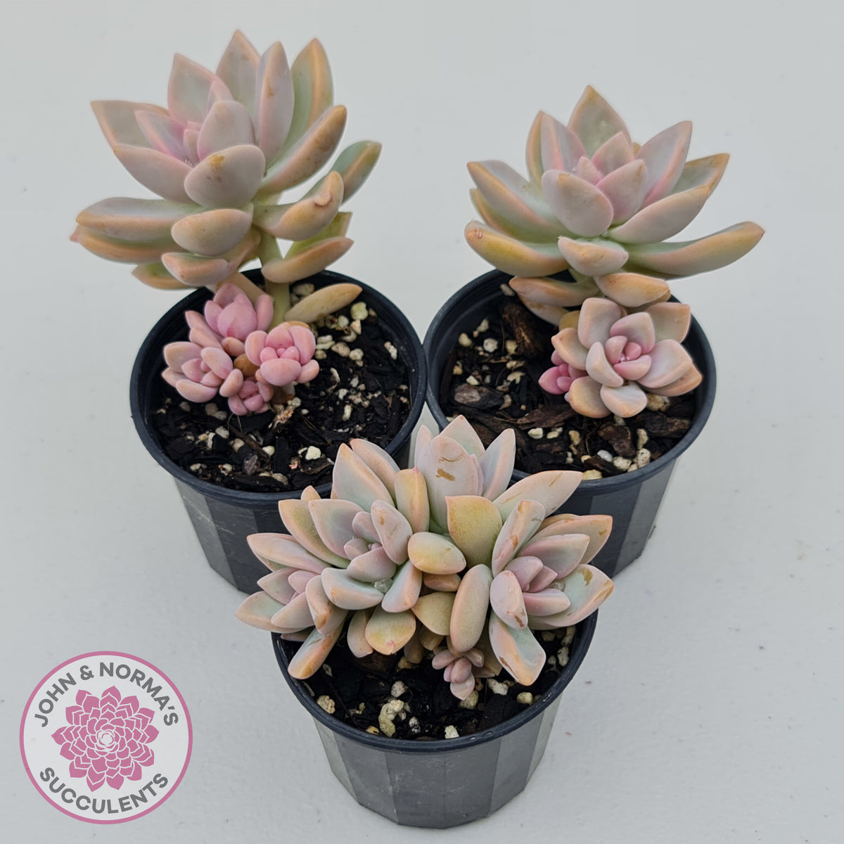 Graptopetalum Victor Kane