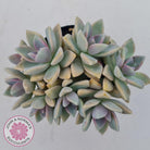 Graptopetalum Victor Kane (90mm multi)
