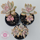 Graptopetalum Victor Kane