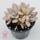 Graptopetalum Victor Kane