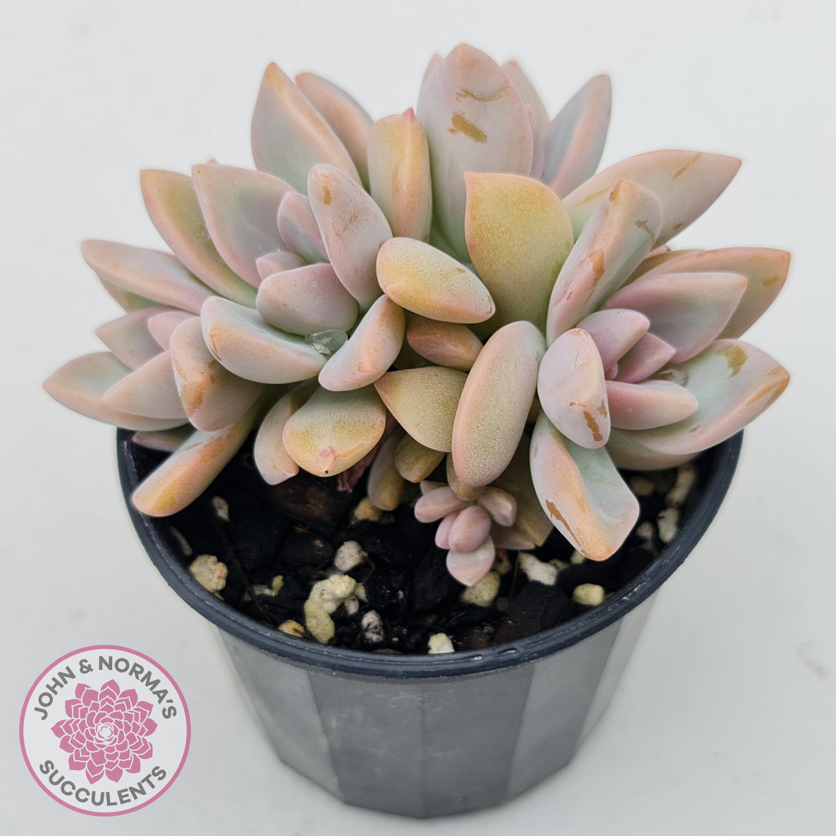 Graptopetalum Victor Kane