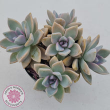 Load image into Gallery viewer, Graptopetalum Victor Kane  (90mm multi) - John &amp; Norma&#39;s Succulents
