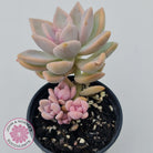Graptopetalum Victor Kane