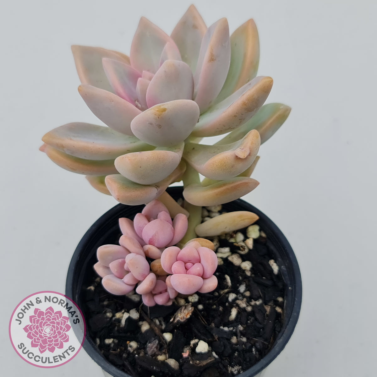 Graptopetalum Victor Kane