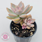 Graptopetalum Victor Kane