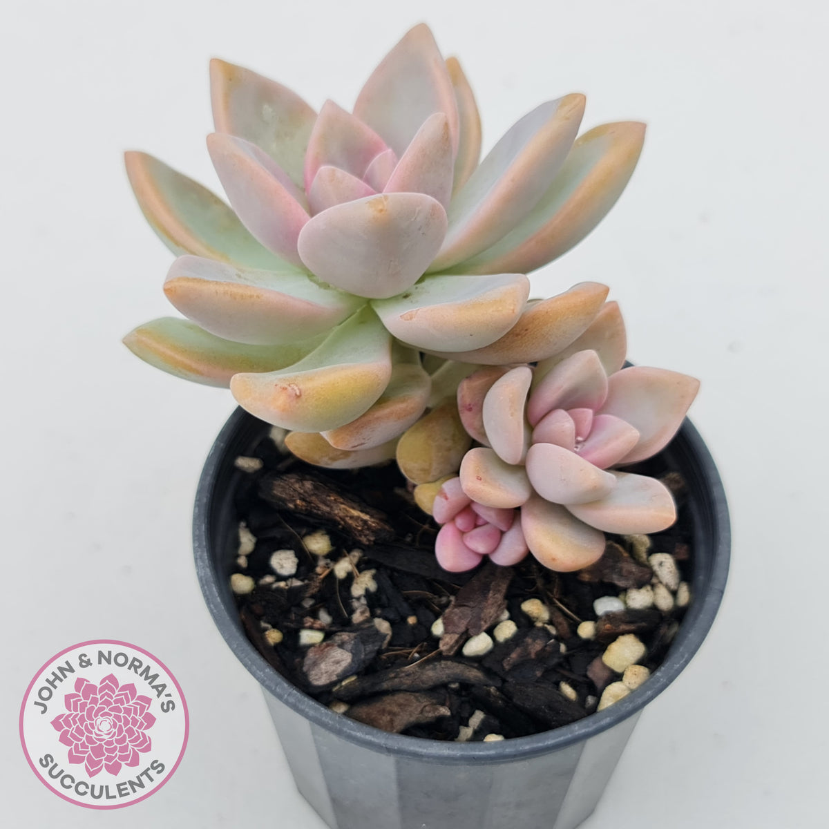 Graptopetalum Victor Kane
