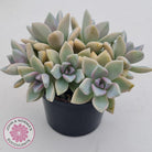 Graptopetalum Victor Kane (90mm multi)