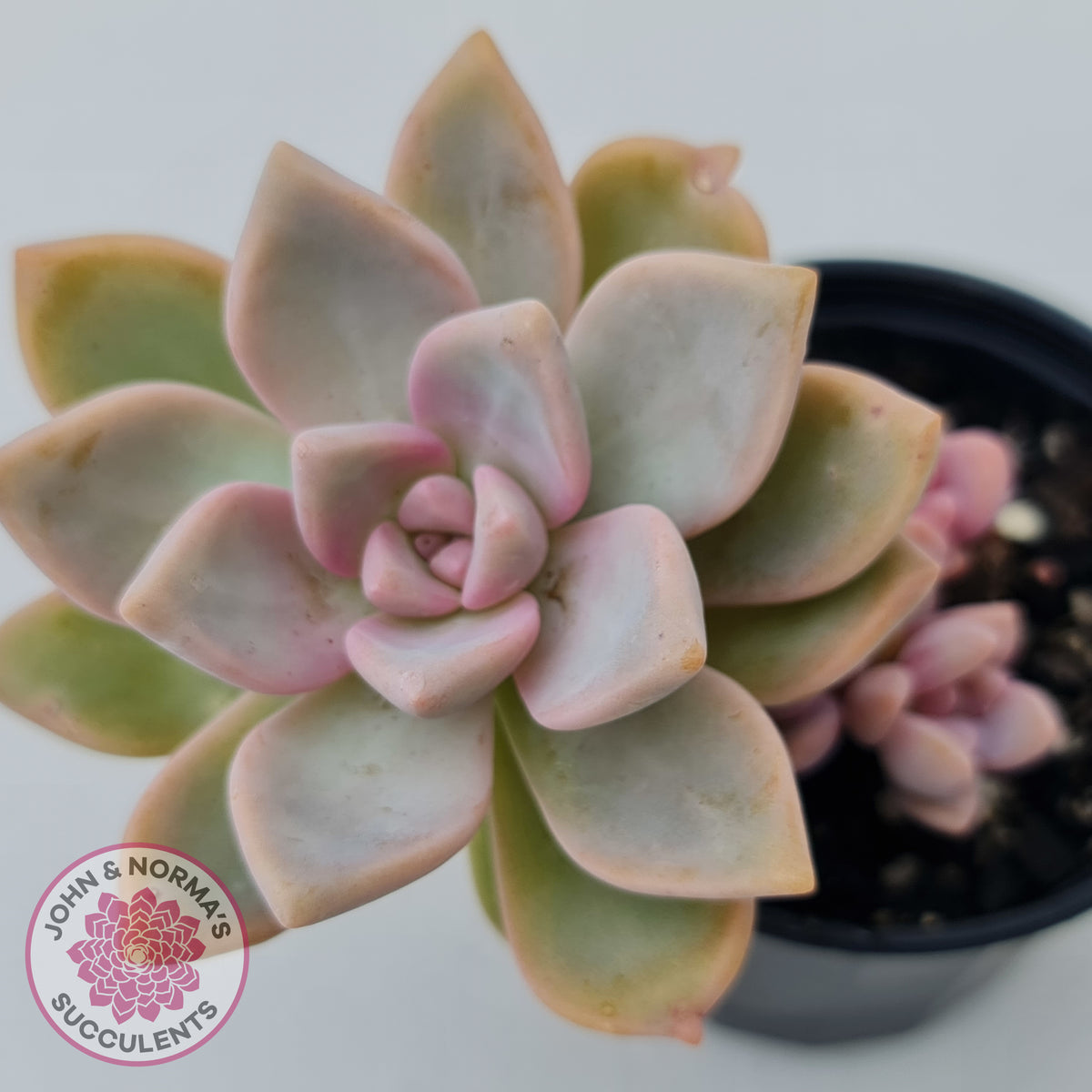 Graptopetalum Victor Kane