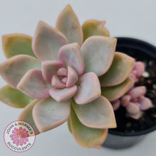 Load image into Gallery viewer, Graptopetalum Victor Kane
