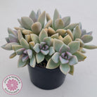 Graptopetalum Victor Kane (90mm multi)