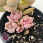 Graptopetalum Victor Kane