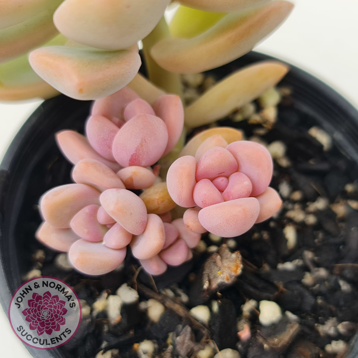 Graptopetalum Victor Kane
