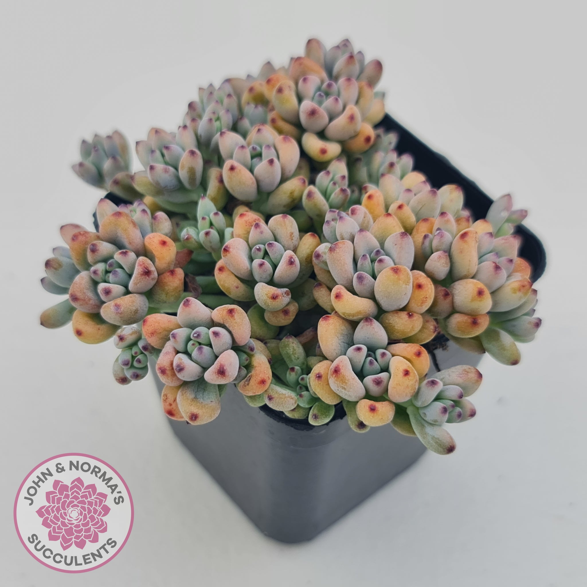 blue bean succulent Buy Graptopetalum pachyphyllum Australia