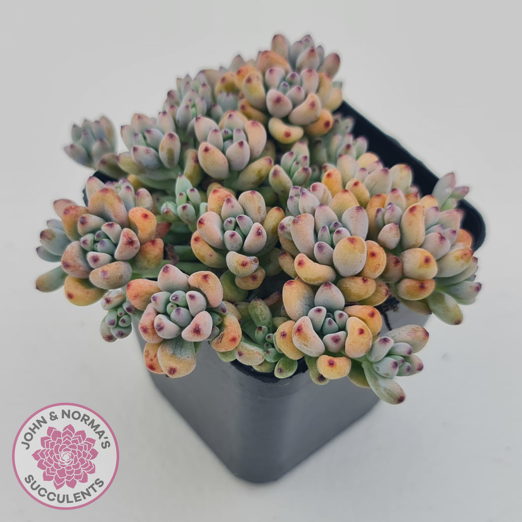 bluebean succulent Buy Graptopetalum pachyphyllum Australia