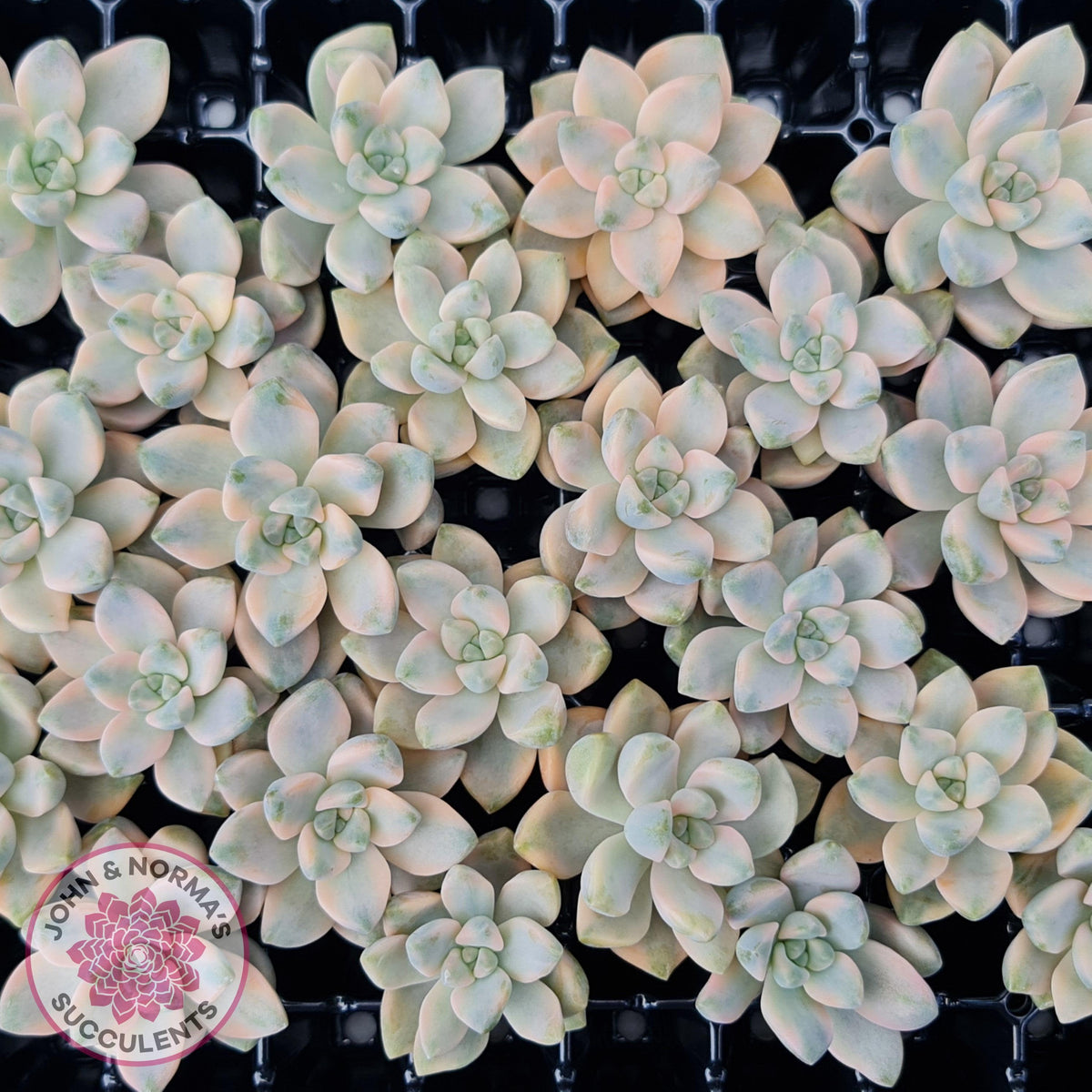 Graptopetalum paraguayense ssp. bernalense variegated - Cuttings x 1