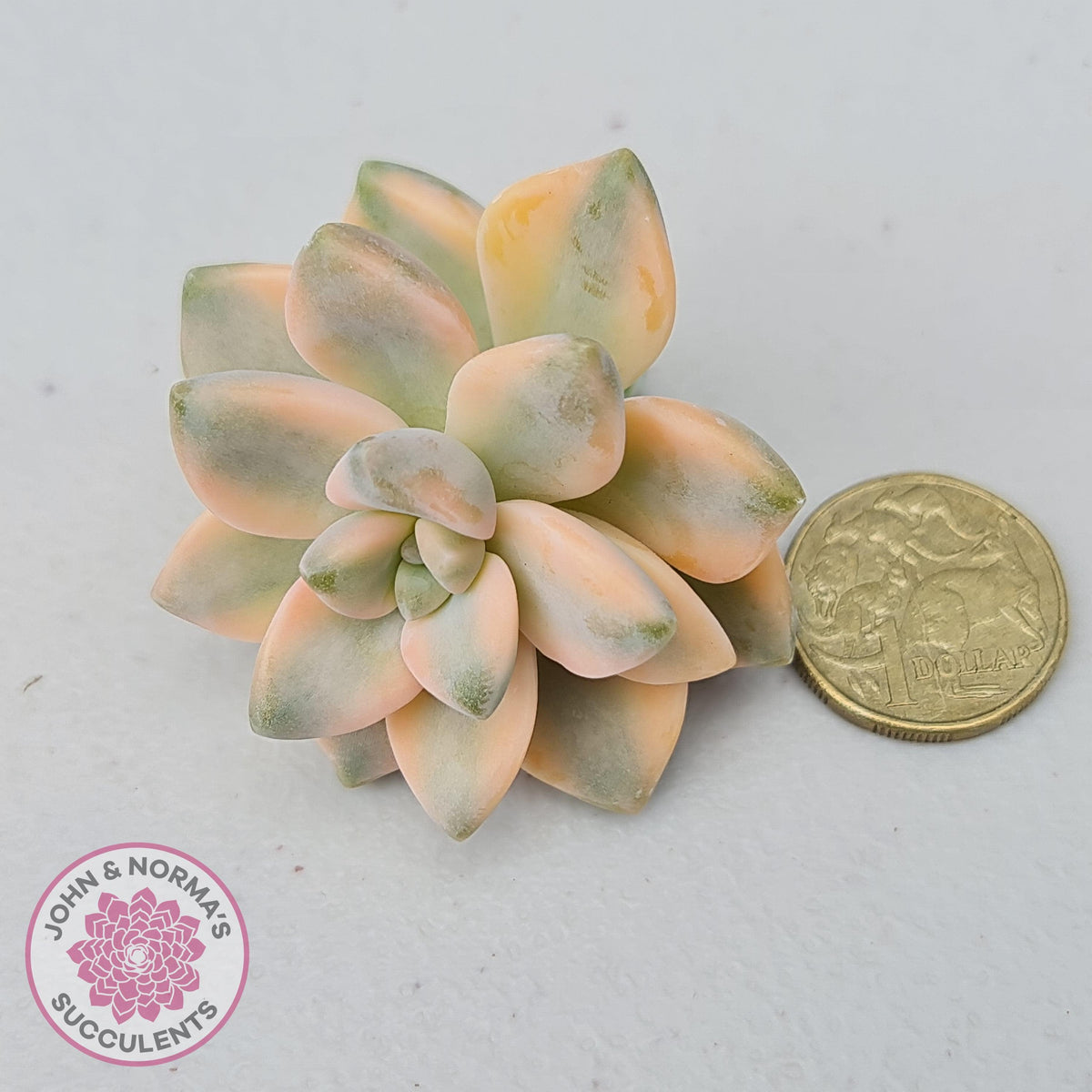 Graptopetalum paraguayense ssp. bernalense variegated - Cuttings x 1