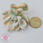 Graptopetalum paraguayense ssp. bernalense variegated - Cuttings x 1