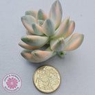 Graptopetalum paraguayense ssp. bernalense variegated - Cuttings x 1