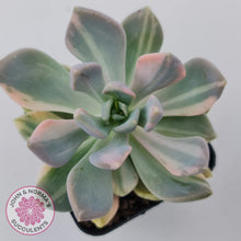 Load image into Gallery viewer, Graptophytum Supreme Variegated
