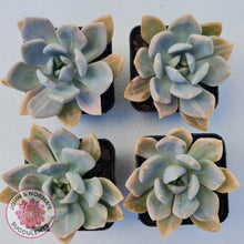 Load image into Gallery viewer, Graptophytum Supreme Variegated
