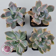 Load image into Gallery viewer, Graptophytum Supreme Variegated
