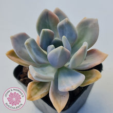 Load image into Gallery viewer, Graptophytum Supreme Variegated
