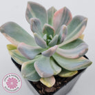 Graptophytum Supreme Variegated (multi)
