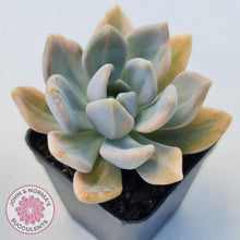 Load image into Gallery viewer, Graptophytum Supreme Variegated
