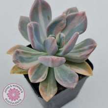 Load image into Gallery viewer, Graptophytum Supreme Variegated
